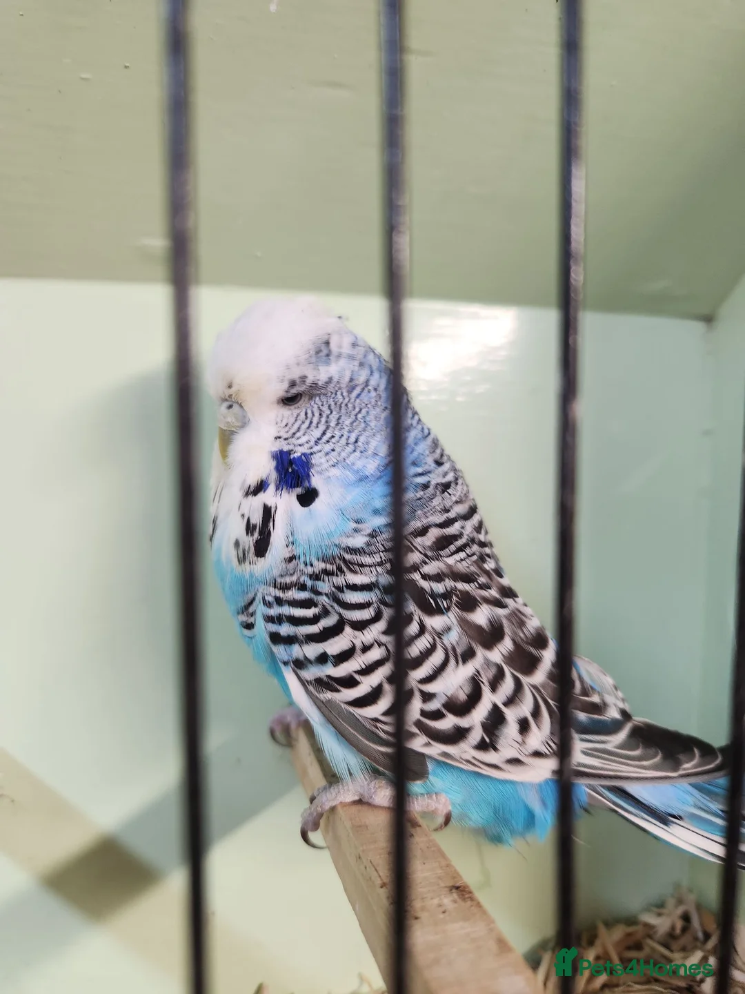 Budgerigars birds for sale: Love birds, java sparrows & paroletts  - Advert 23