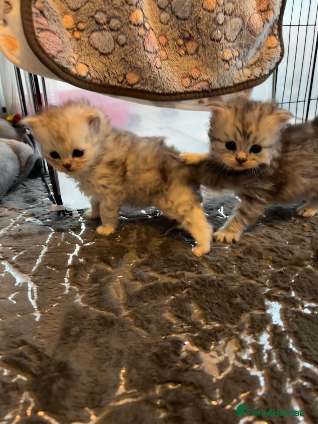 Persian cats for sale: Stunning Persian X mainecoon babies - Advert 6