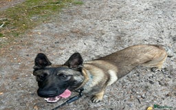 German Shepherd dogs for stud: Belgian malinois cross German shepherd - Image 2