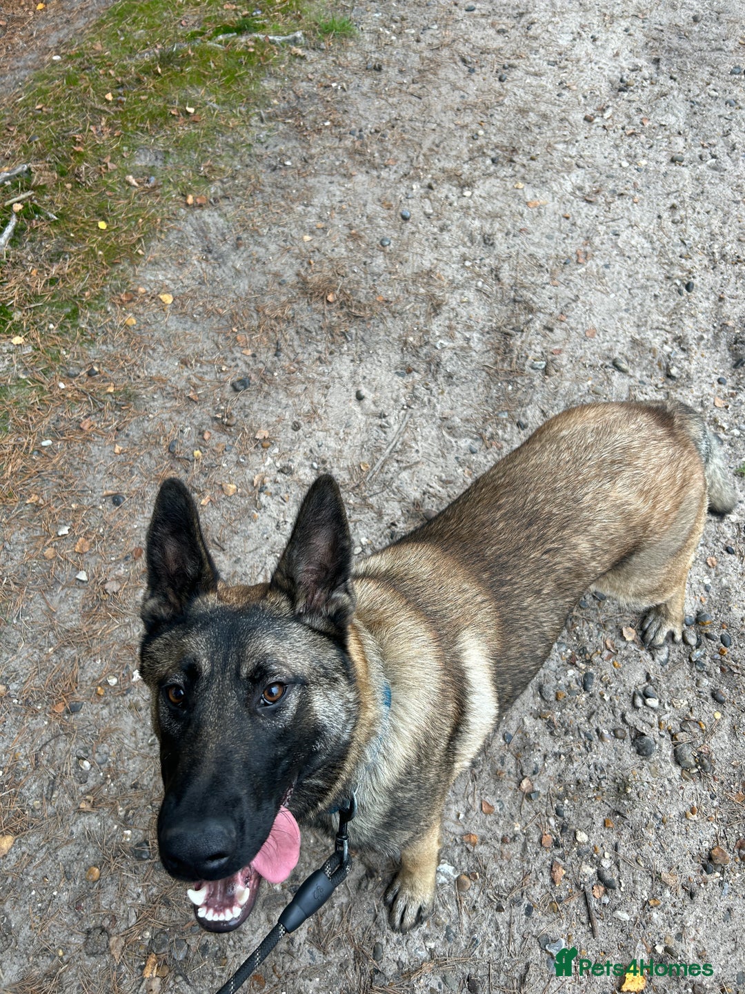 German Shepherd dogs for stud: Belgian malinois cross German shepherd - Image 2