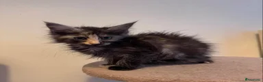 Maine Coon 5