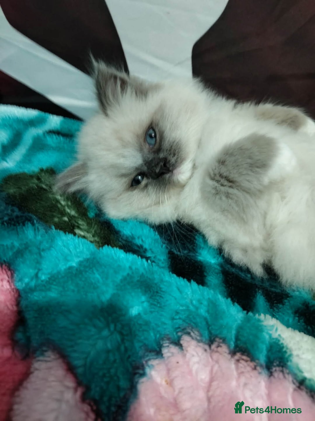 Ragdoll cats for sale: Ragdoll kitten  - Advert 7