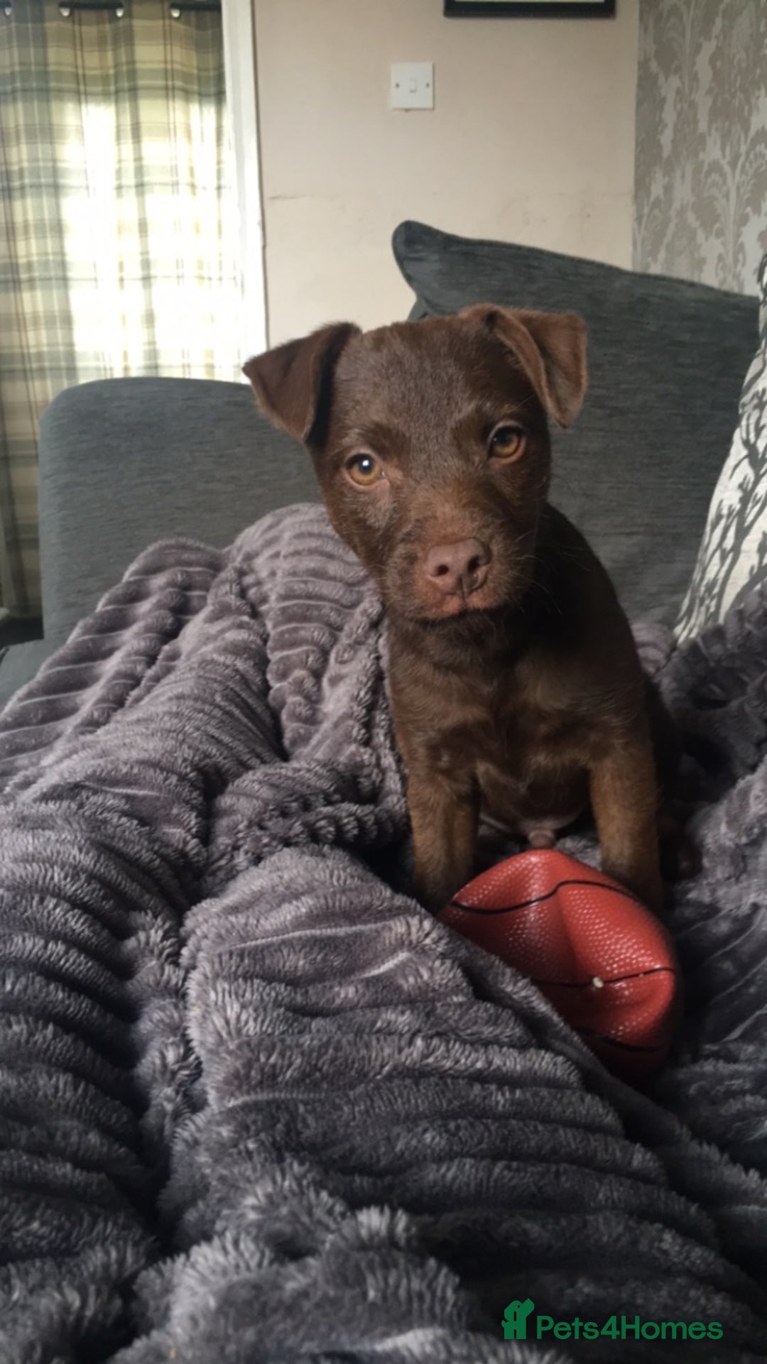 Patterdale Terrier dogs for stud: STUD PATTERDALE - Image 7