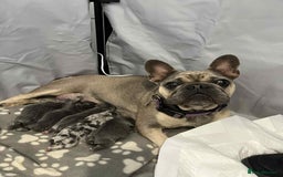 French Bulldog dogs for sale: French Bulldog Puppies - Image 6