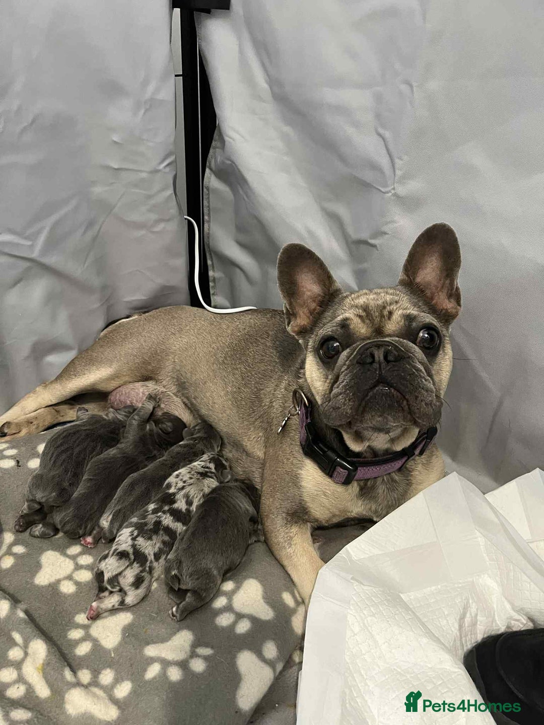 French Bulldog dogs for sale: French Bulldog Puppies - Image 6