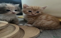 British Shorthair cats for sale: British short hair x - Image 22