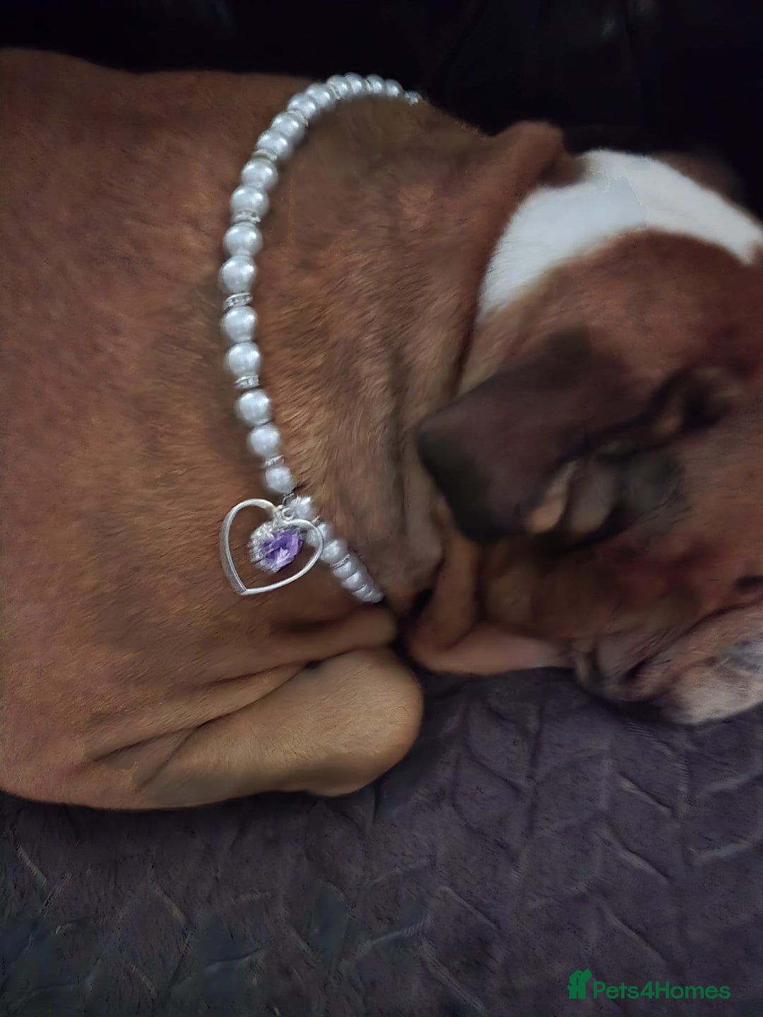 English Bulldog dogs for sale: English bulldog red white female  - Advert 3