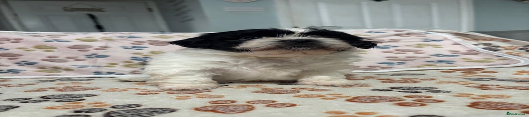 Shih Tzu Puppy 4