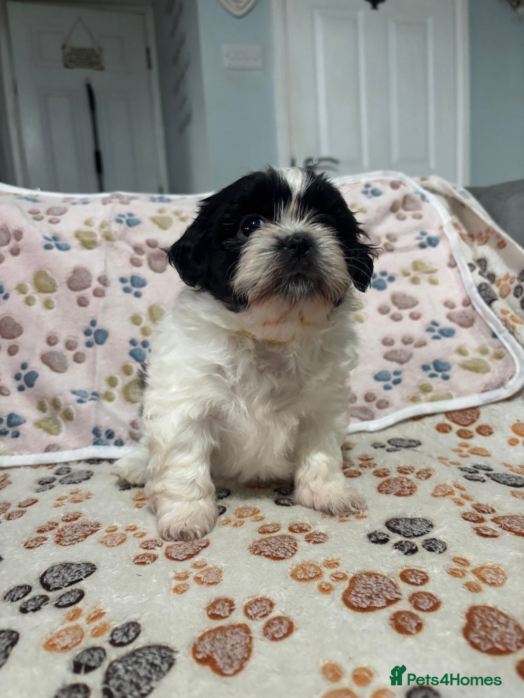 Shih Tzu dogs for sale: Shih tzu puppies - Image 7
