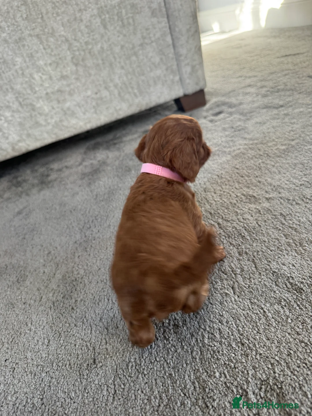 Cavapoo dogs for sale: Superb quality Cavapoo Puppies  - Advert 29