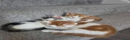 Mixed Breed cats for sale: 🐾 Beautiful Kittens Looking for Loving Homes in Basingstoke - Advert 5