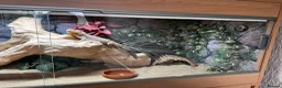 Bearded Dragon reptiles for sale: Bearded Dragon & Vivarium - Advert 4