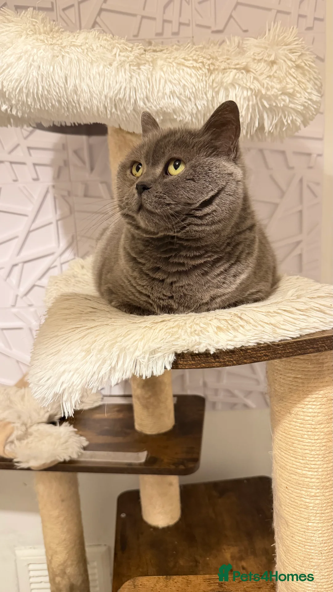 Mixed Breed cats for sale: Bsh x kittens  - Advert 2