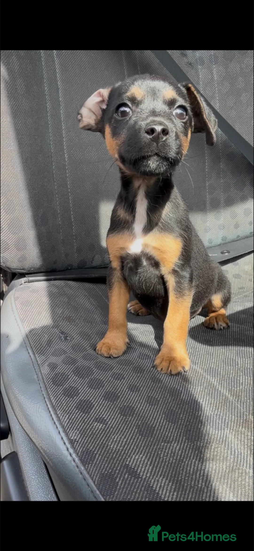 Patterjack dogs for sale: Patterjack terrier puppies  - Advert 2