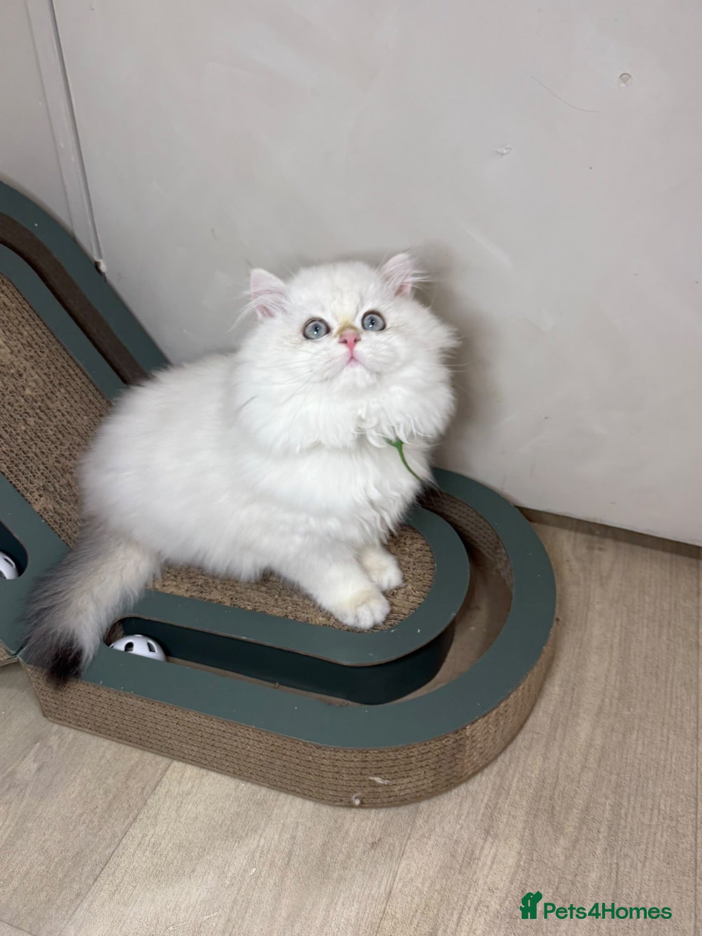 British Longhair cats ZOOMIE VET BRED BLH FEMALE - Advert 1