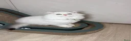 British Longhair cats for sale: ZOOMIE VET BRED BLH FEMALE - Advert 1