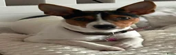 Jack Russell dogs for sale: Stunning Litter Traditional JRT Puppies 4M1F - Advert 1