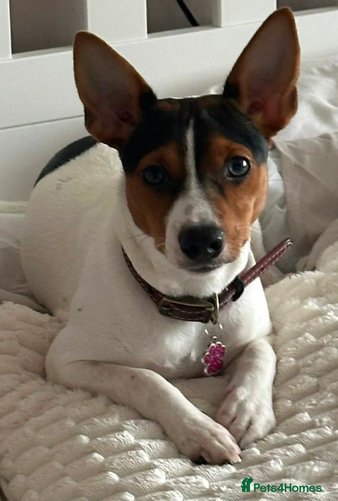 Jack Russell dogs for sale: Stunning Litter Traditional JRT Puppies 4M1F - Advert 1