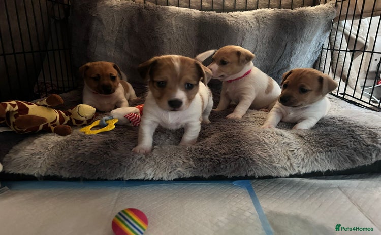 Jack Russell dogs - Advert 5