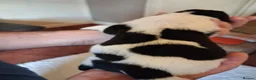 Newfoundland dogs for sale: Landseer Newfoundland Puppies - Advert 6