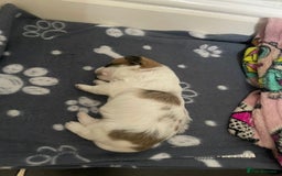 Pomchi dogs for sale: Beautiful Pomchi boy - Image 5