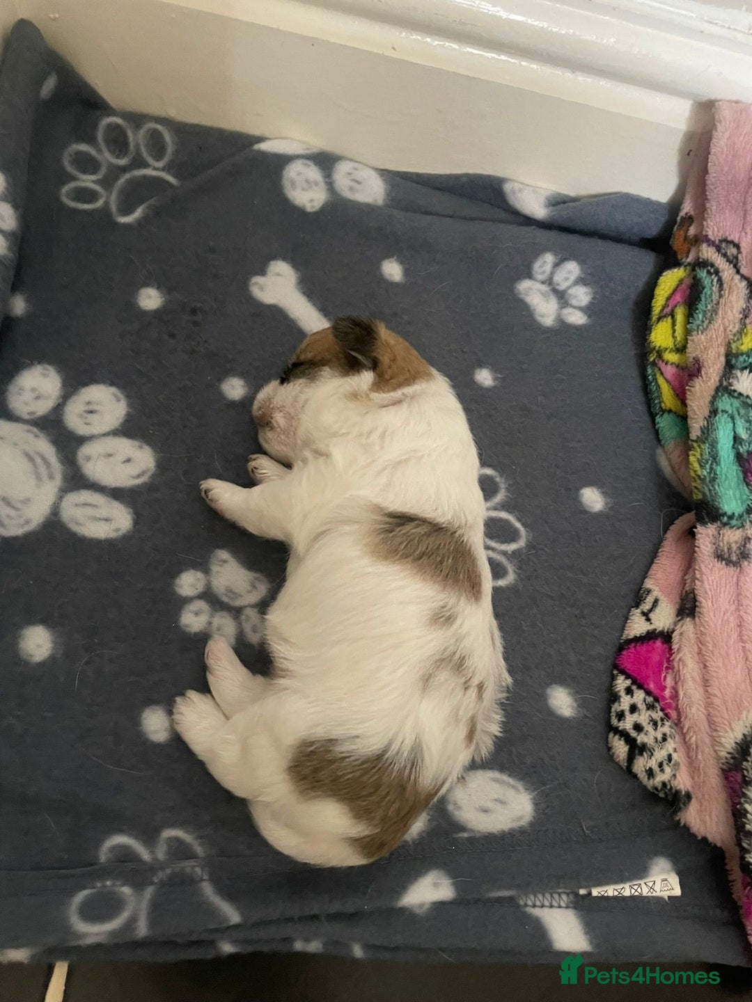 Pomchi dogs for sale: Beautiful Pomchi boy - Image 5