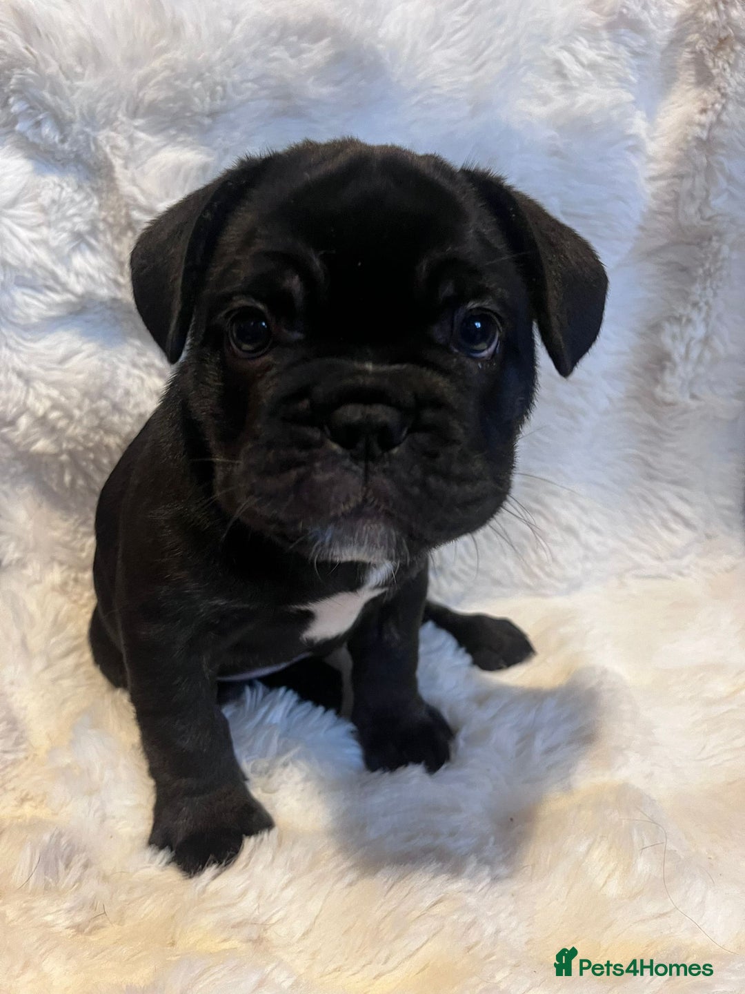 French Bulldog dogs for sale: French Bulldog Male Puppies - Advert 6