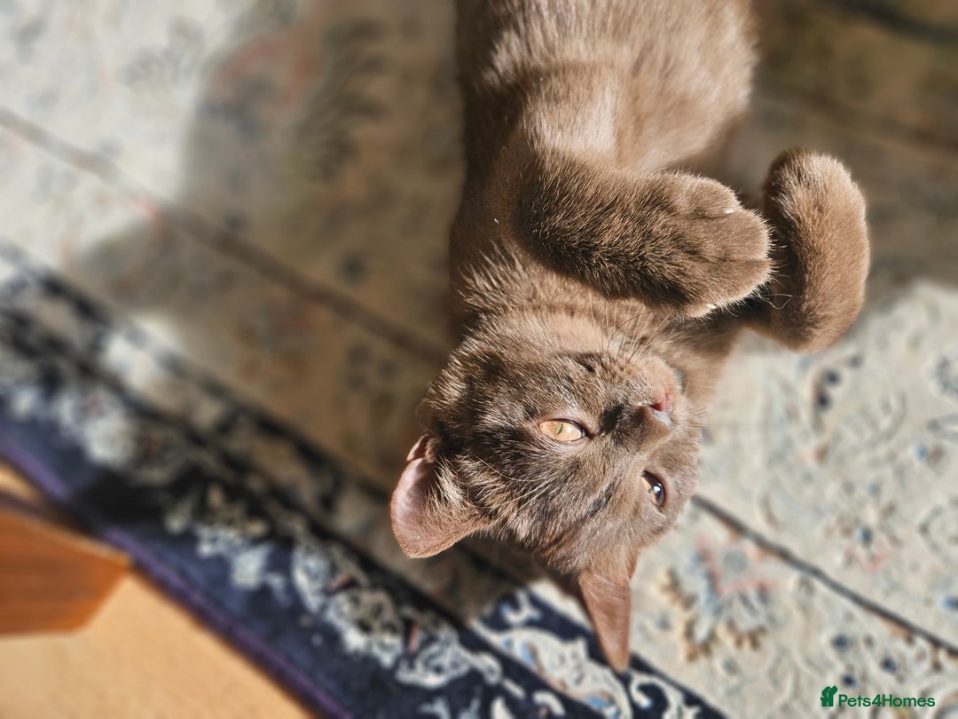 British Shorthair cats for sale: Chocolate Kitten british shorthair  - Image 3