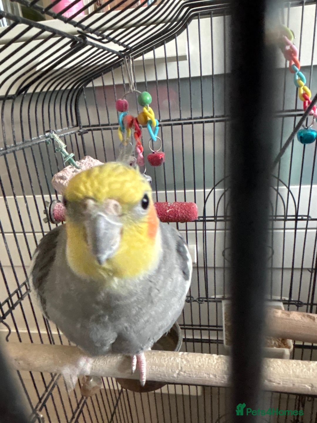 Cockatiels birds for sale: Beautiful cockatiel boy and girl pair - Advert 3