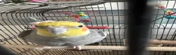 Cockatiels birds for sale: Beautiful cockatiel boy and girl pair - Advert 3