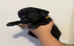 Labrador Retriever dogs for sale: Labrador Puppies available  - Image 6