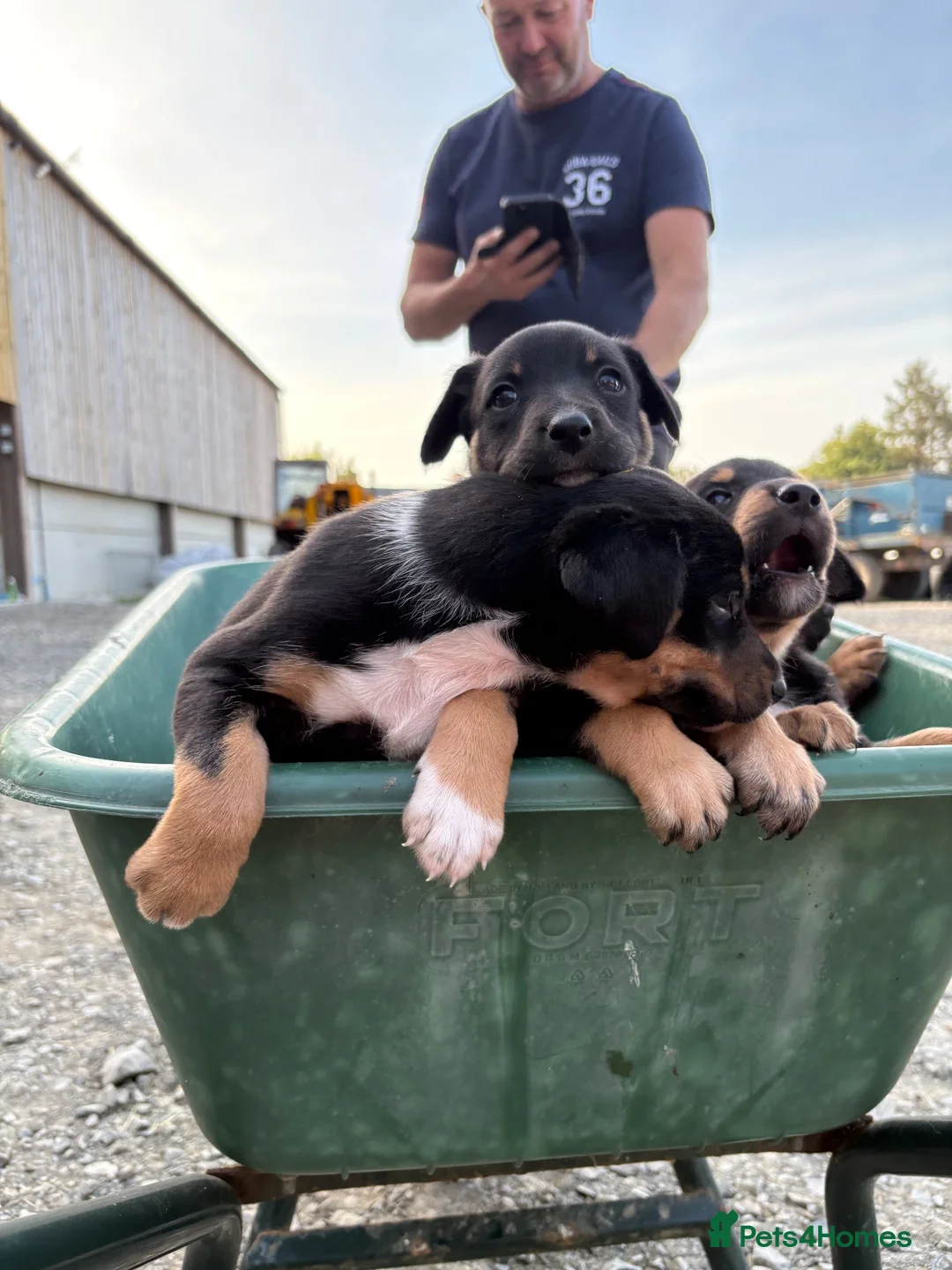 Australian Kelpie dogs for sale: Kelpie cross Collies in Launceston - Advert 18