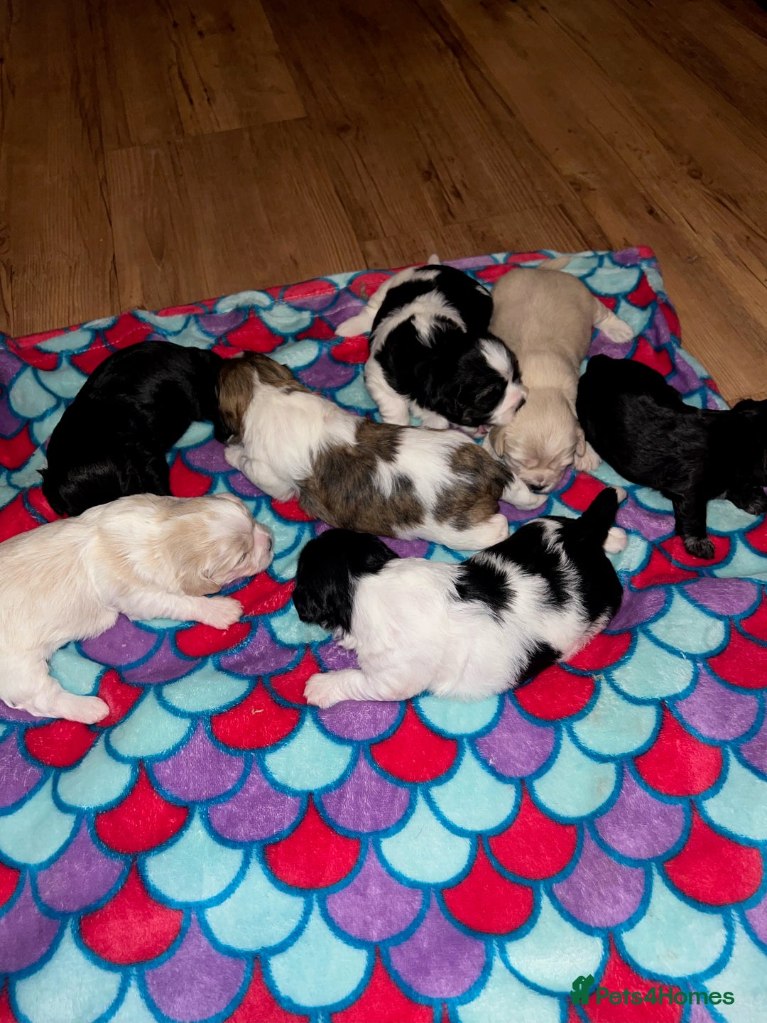 Shih Tzu dogs for stud: Shitzu cross  available for stud  - Image 10