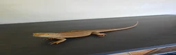 Bearded Dragon reptiles for sale: Bearded dragon for sale - Advert 3