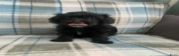 Mixed Breed dogs for sale: Whipoodle  - Advert 5