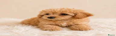 Cavapoo Puppy 1