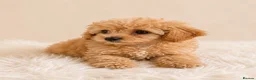 Cavapoo dogs for sale: Cavapoo Puppies  - Advert 5