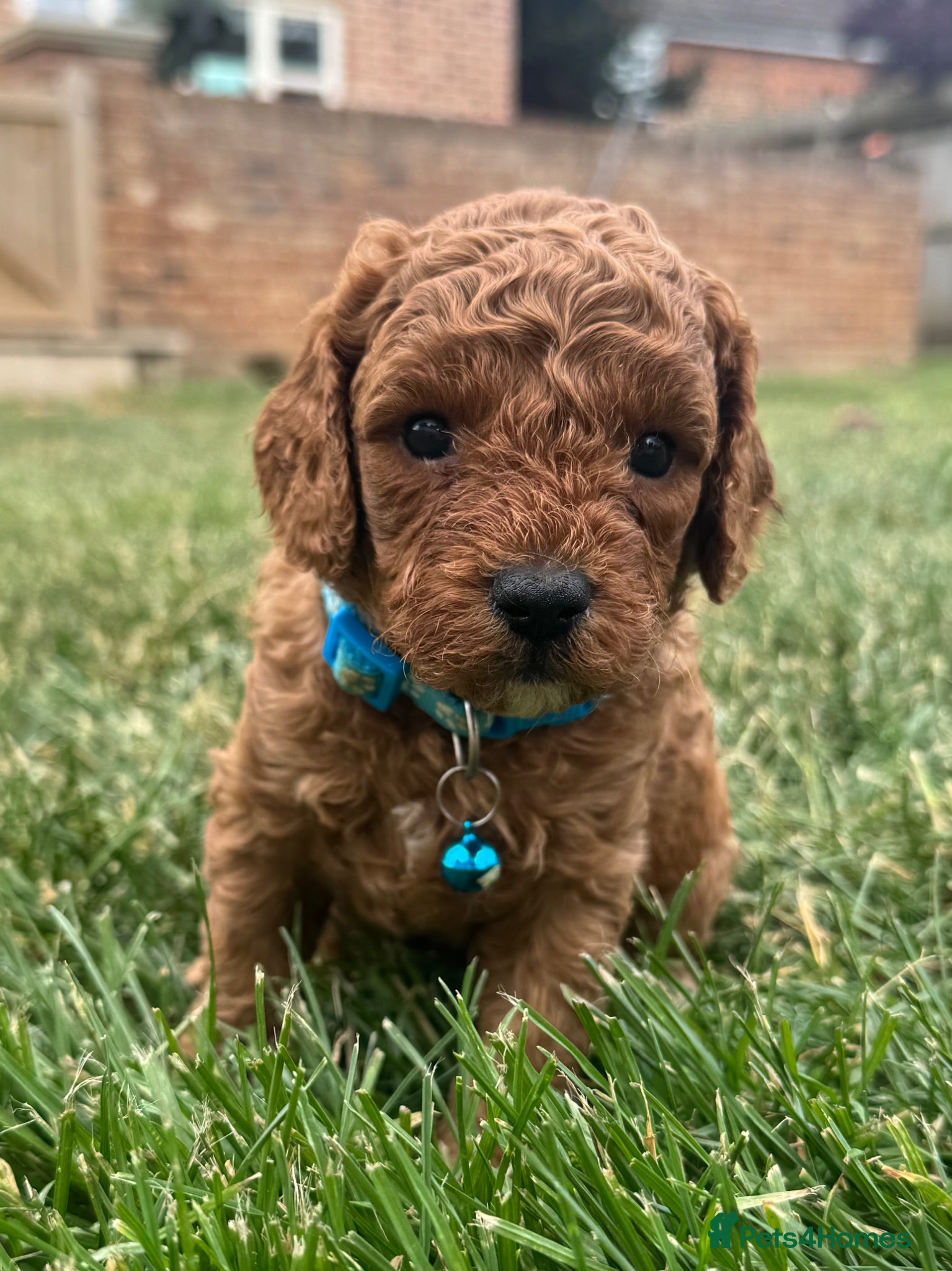 Cavapoo dogs 🐾 F1b male cavapoo 🐾 - Advert 1