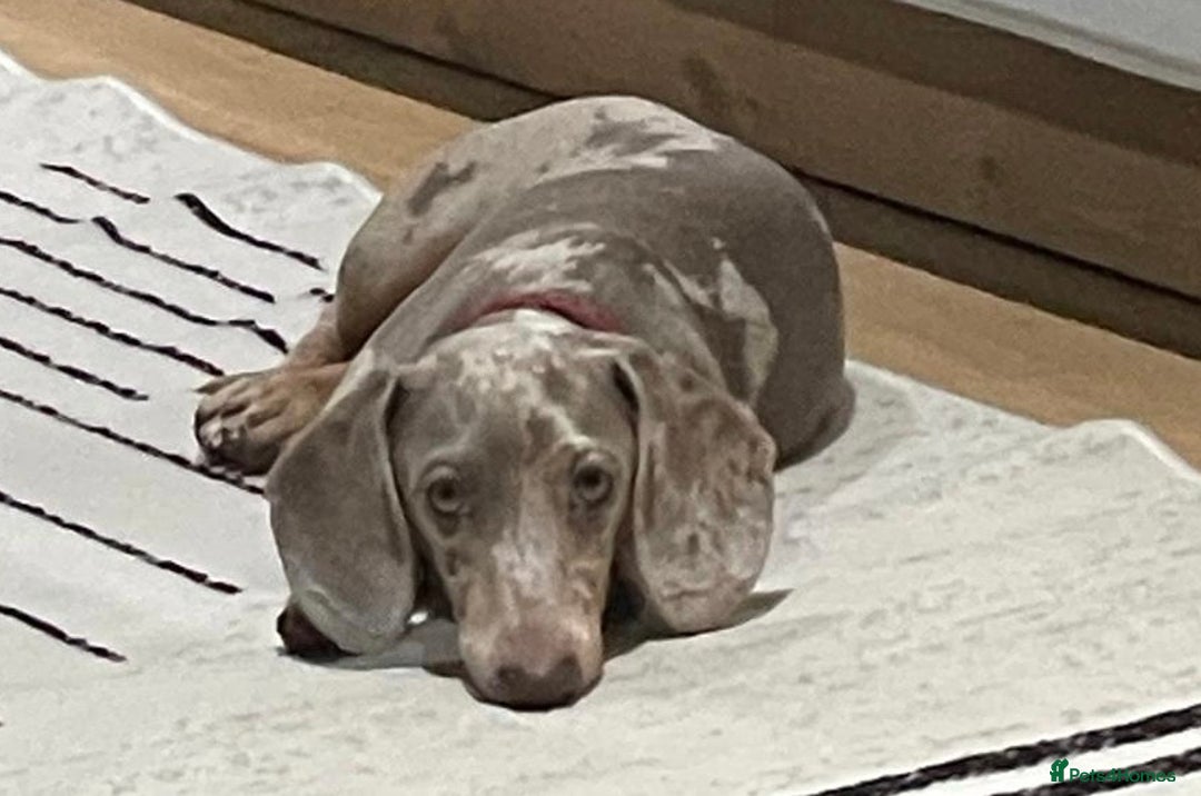 Miniature Dachshund dogs for sale: Little lady - Advert 5