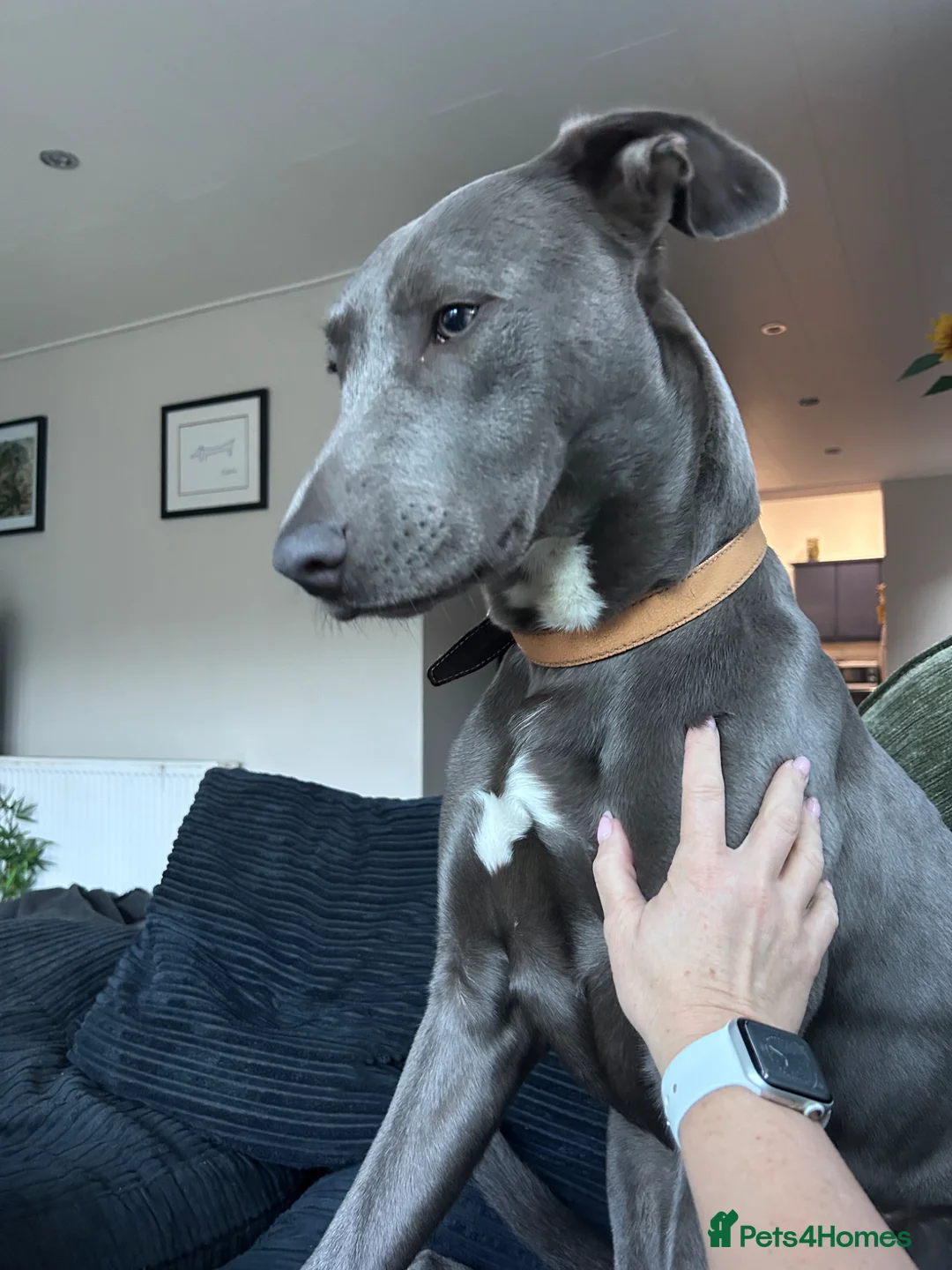 Lurcher dogs for sale: Bull Lurcher - Advert 2