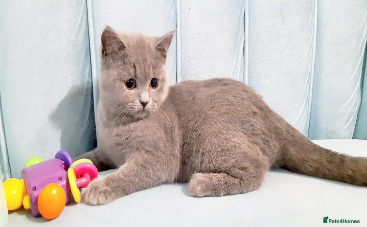British Shorthair cats - Advert 8
