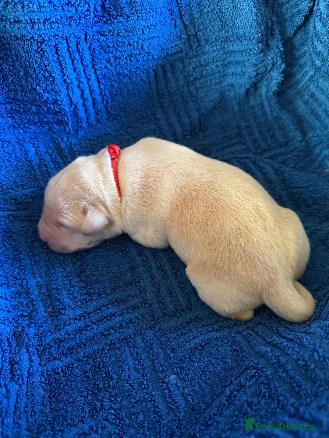 Labrador Retriever dogs for sale: LAST TWO GOLDEN FEMALE LABRADOR PUPPIES - Advert 2