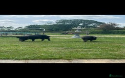 Pig livestock for sale: 2 male pigs for sale - Image 6