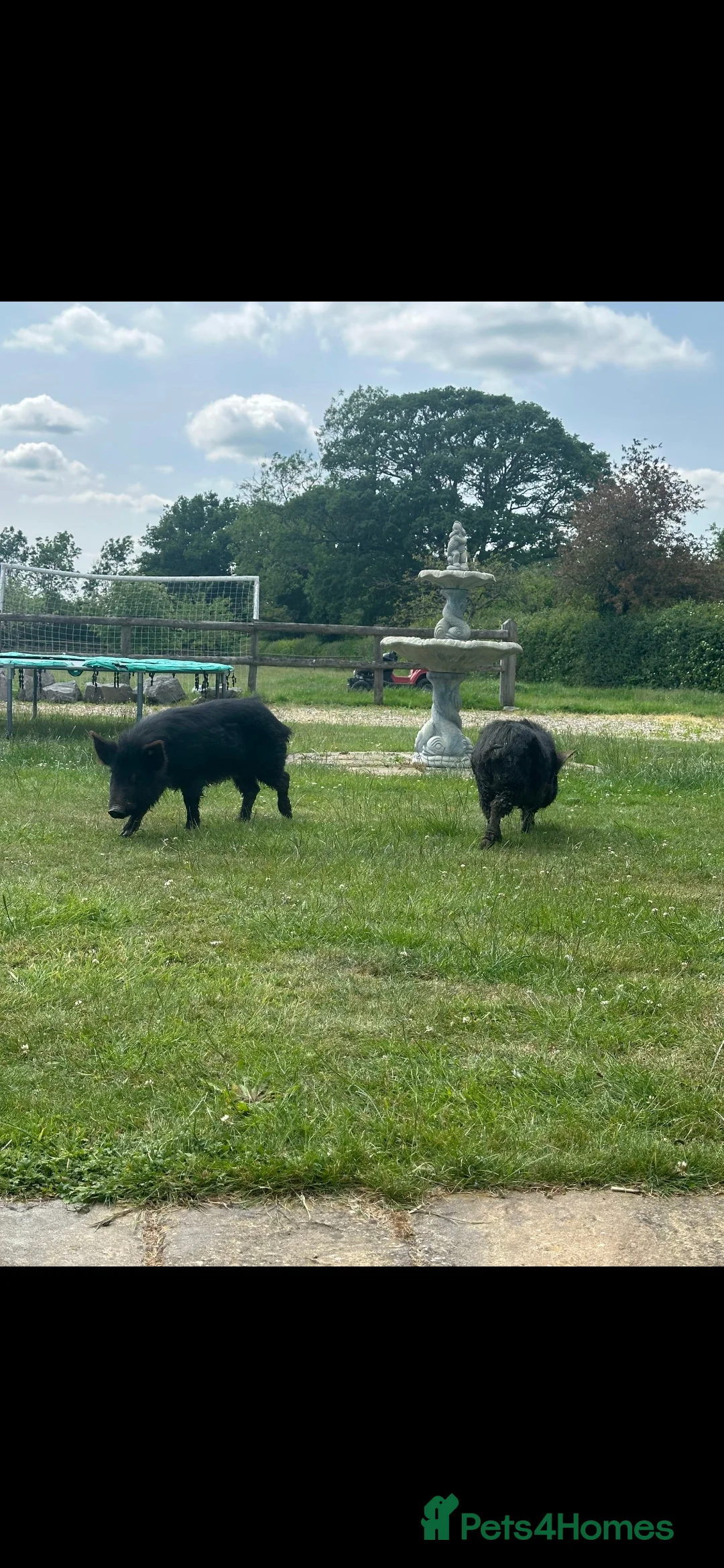 Pig livestock for sale: 2 male pigs for sale - Advert 6