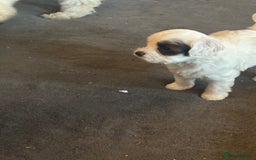 Jackapoo dogs for sale: Cavapoo x jack Russell puppies  - Image 20