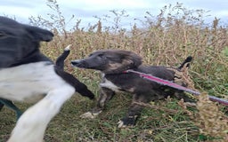 Mixed Breed dogs for adoption: Blaire - North Walsham norfolk  - Image 3