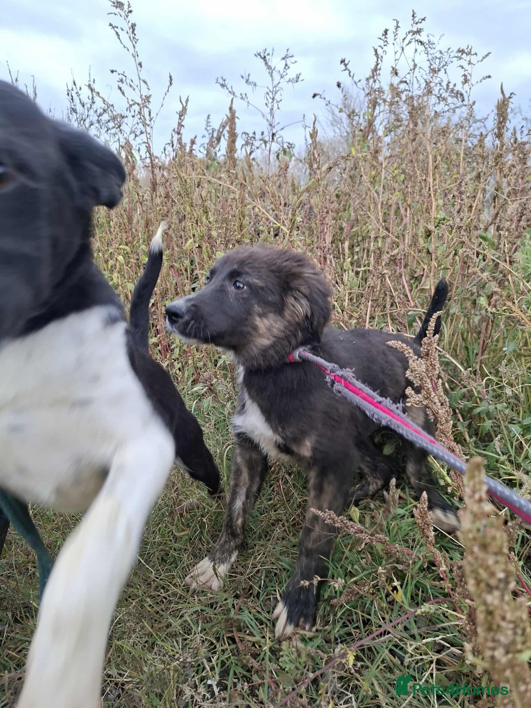 Mixed Breed dogs for adoption: Blaire - North Walsham norfolk  - Image 3