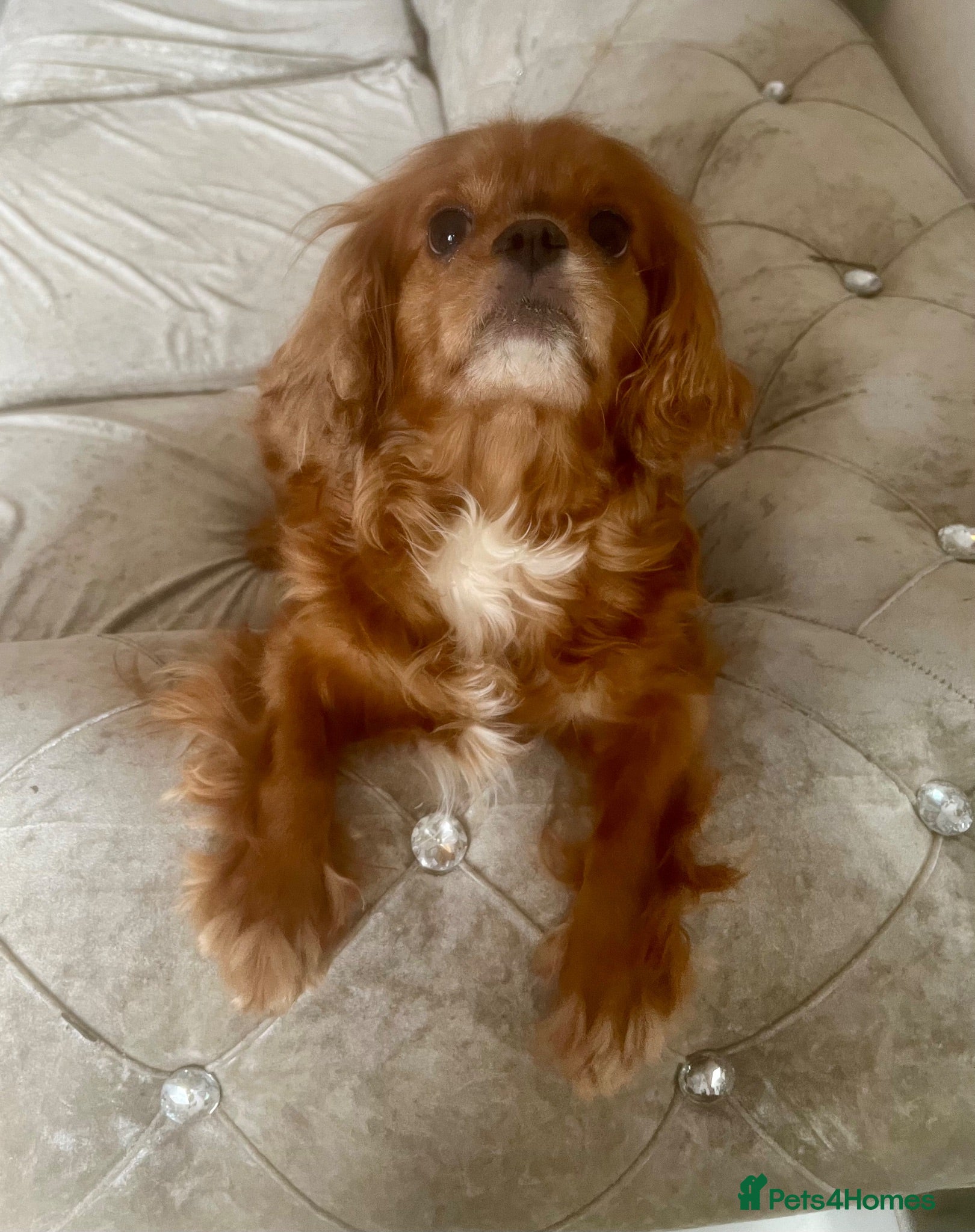 Cavalier King Charles Spaniel dogs Kc reg/ health tested Cavalier King Charles  - Advert 17