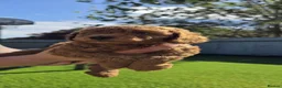 Cavapoo dogs for sale:  🩵Red cavapoos, ready to leave🩵 - Advert 12