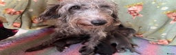 Whippet dogs for sale: Bedlington/Whippet Puppies - Advert 3